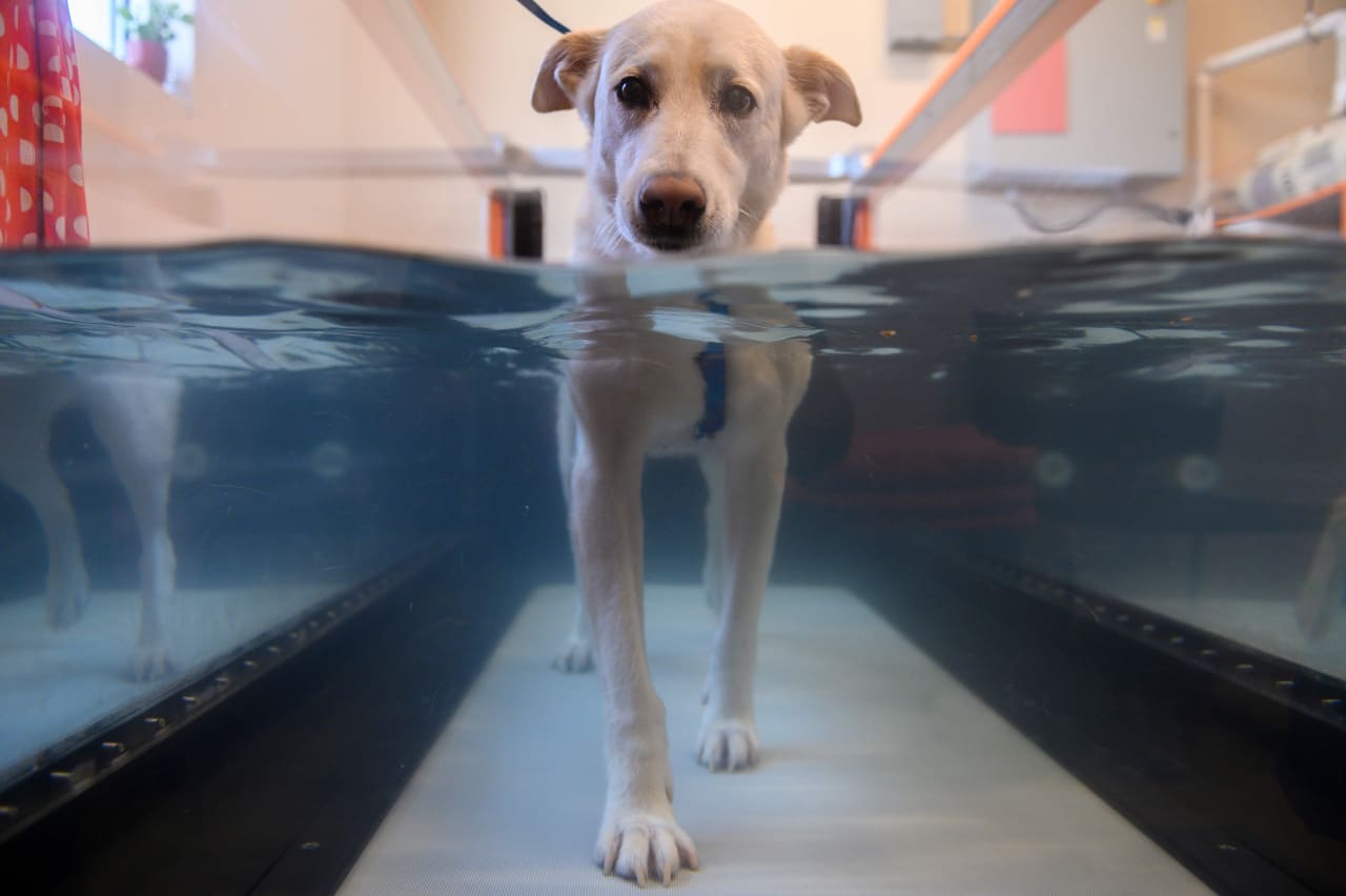 “Possedere un animale domestico è diventato un lusso”: i veterinari temono l’aumento dei prezzi e la diminuzione della popolazione di animali domestici, secondo un sondaggio